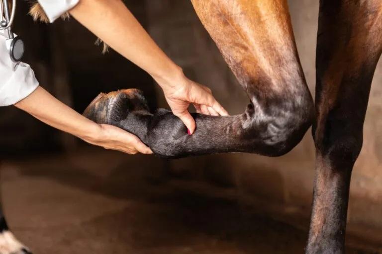 Osteoartrite Equina: O Inimigo Silencioso da Performance