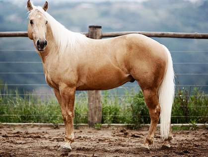 palomino-08.png