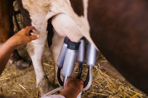 Avance del IBGE: La recolección de leche se acelera en Brasil