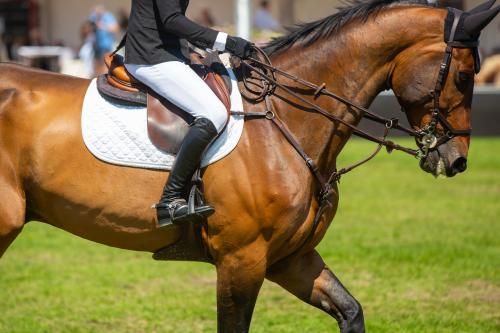 SUPLEMENTACIÓN NUTRICIONAL DEL CABALLO ATLETA PARTE 1
