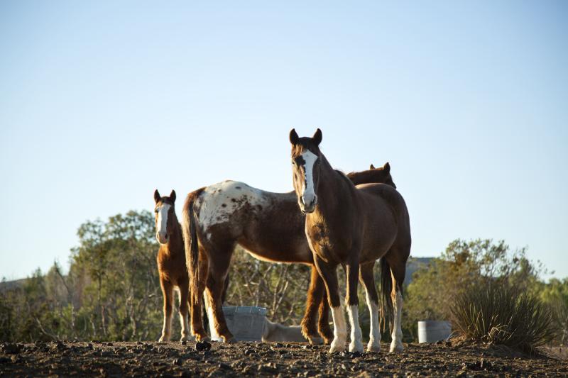 O verão para os cavalos