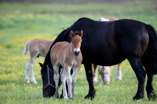 Desmame de Potros, quando e como Fazer