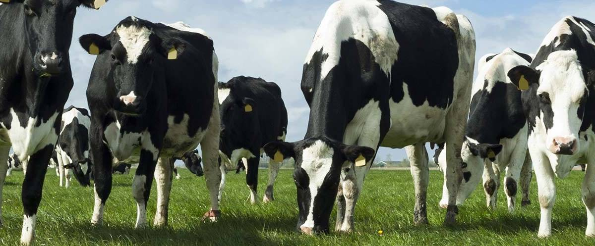 Selantes Intramamários