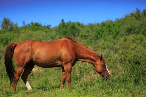 Síndrome da Úlcera Gástrica Equina