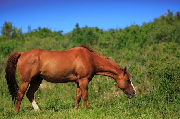Síndrome da Úlcera Gástrica Equina