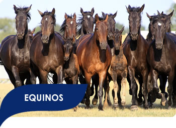 Equinos