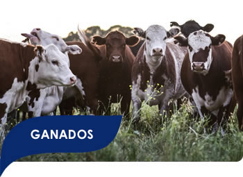 Ganados