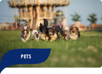 Pets